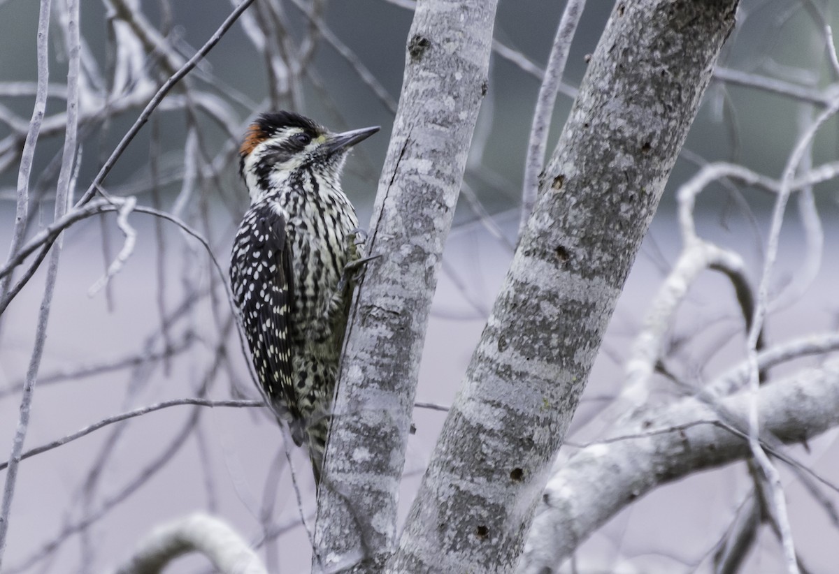 Striped Woodpecker - Christian  Araos