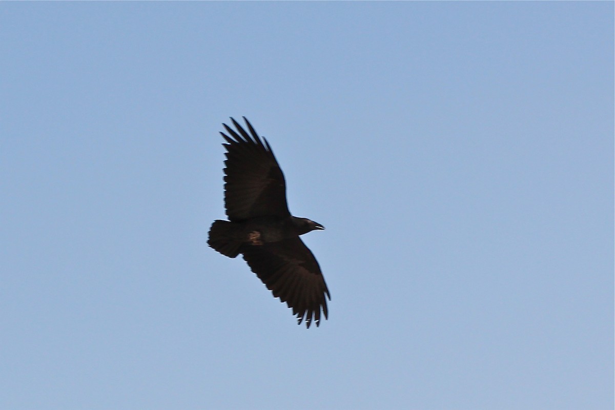 Fan-tailed Raven - ML457508141