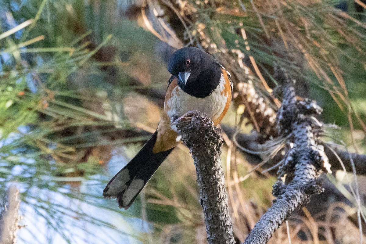 Spotted Towhee - ML457509171