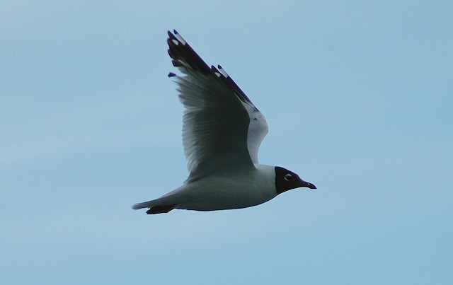 Relict Gull