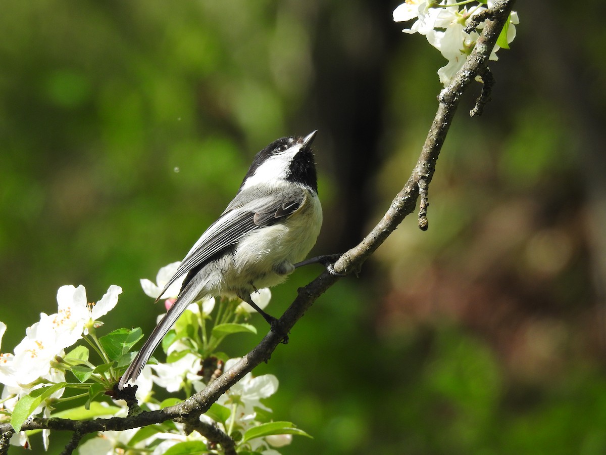 new-york-breeding-bird-atlas-checklist-16-may-2022-thornridge-ln