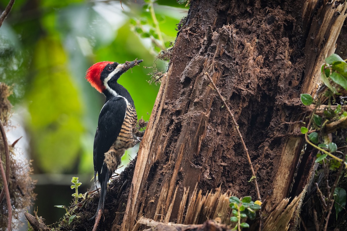 Powerful Woodpecker - Graham Gerdeman