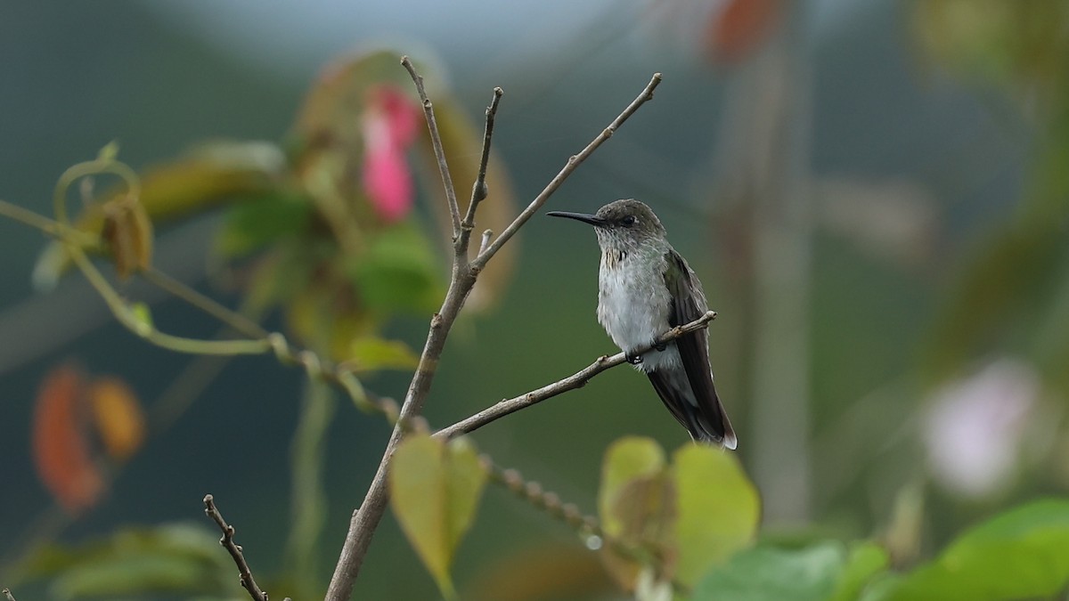 Olive-spotted Hummingbird - Arman Moreno