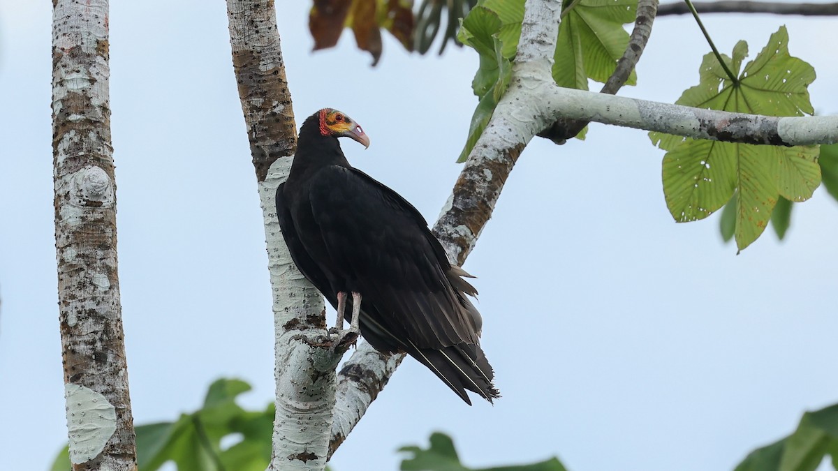 Lesser Yellow-headed Vulture - Arman Moreno