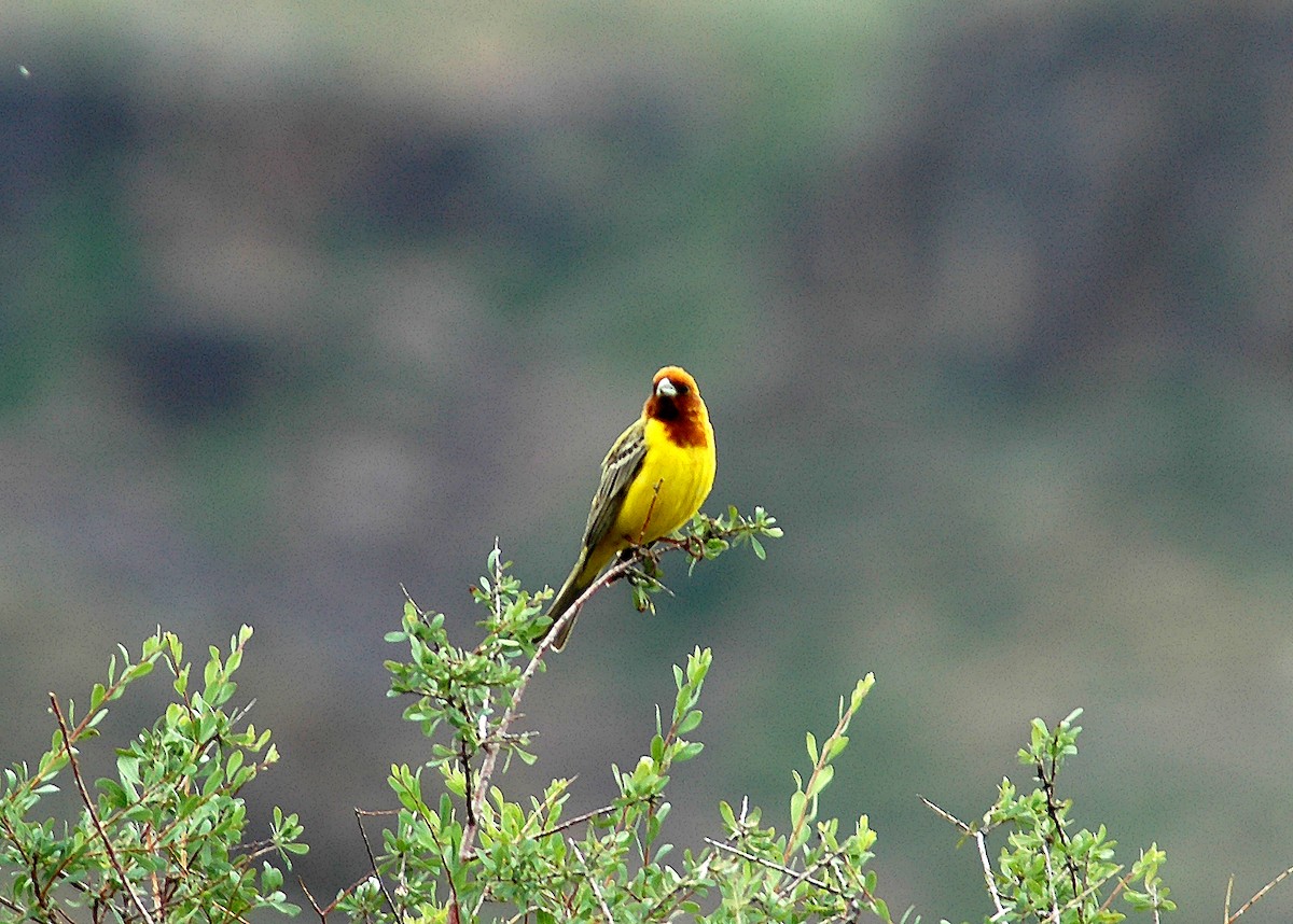 Red-headed Bunting - ML45751741