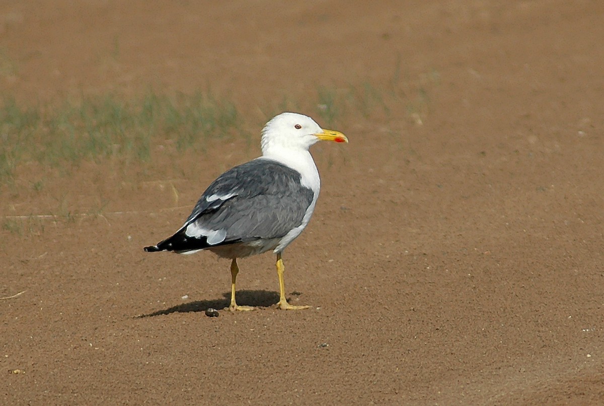 Lesser Black-backed Gull (Steppe) - Nigel Voaden