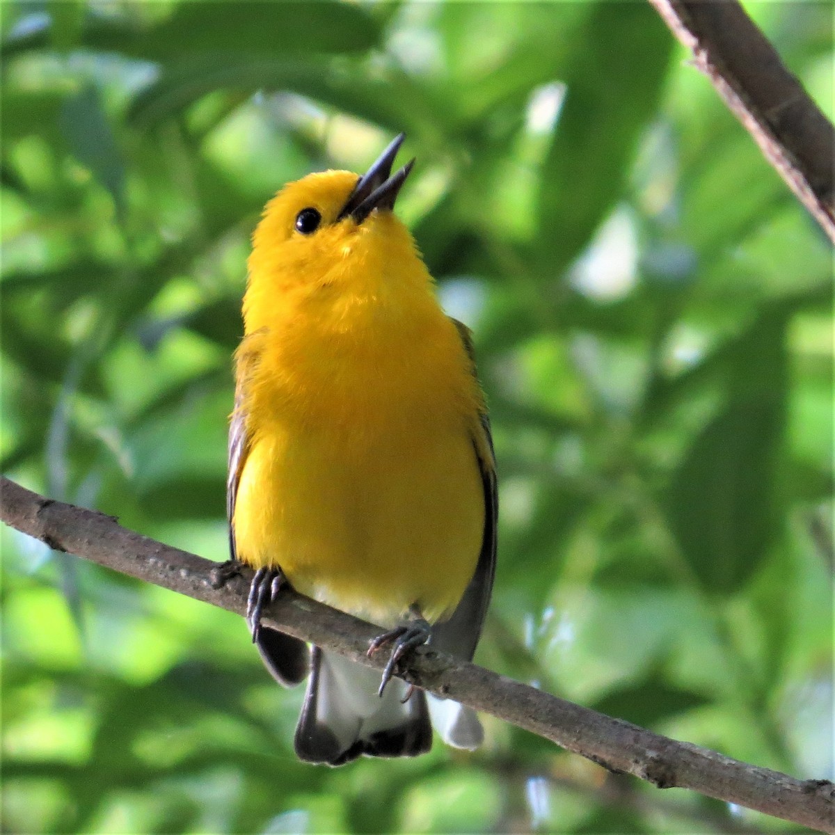 Prothonotary Warbler - Mike Manetz