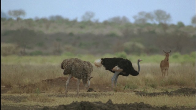 Somali Ostrich - ML457527
