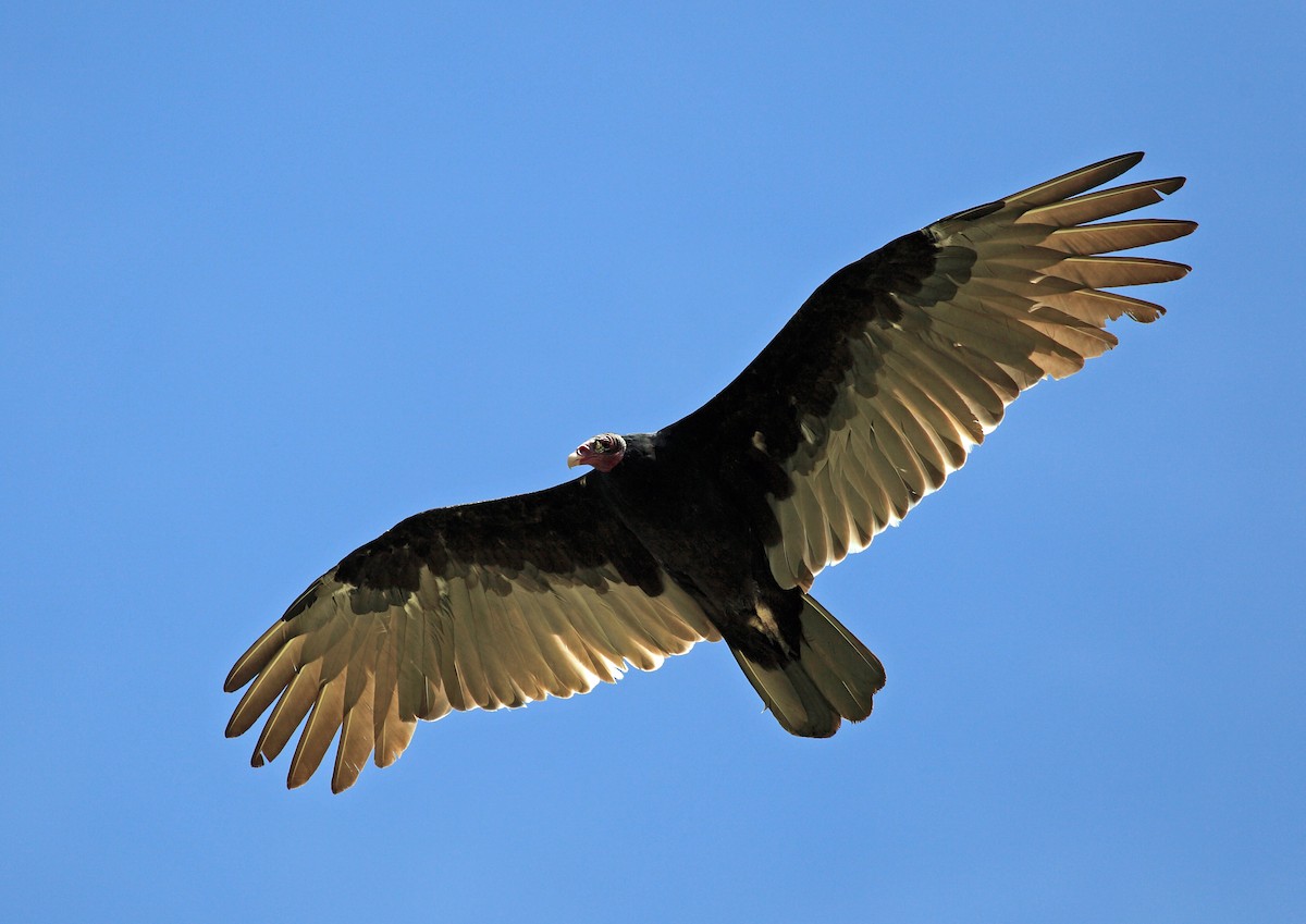 Turkey Vulture (South Temperate) - Nigel Voaden