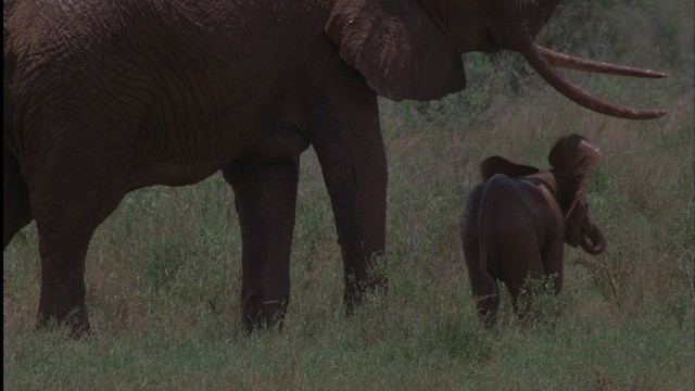 African Bush Elephant - ML457537