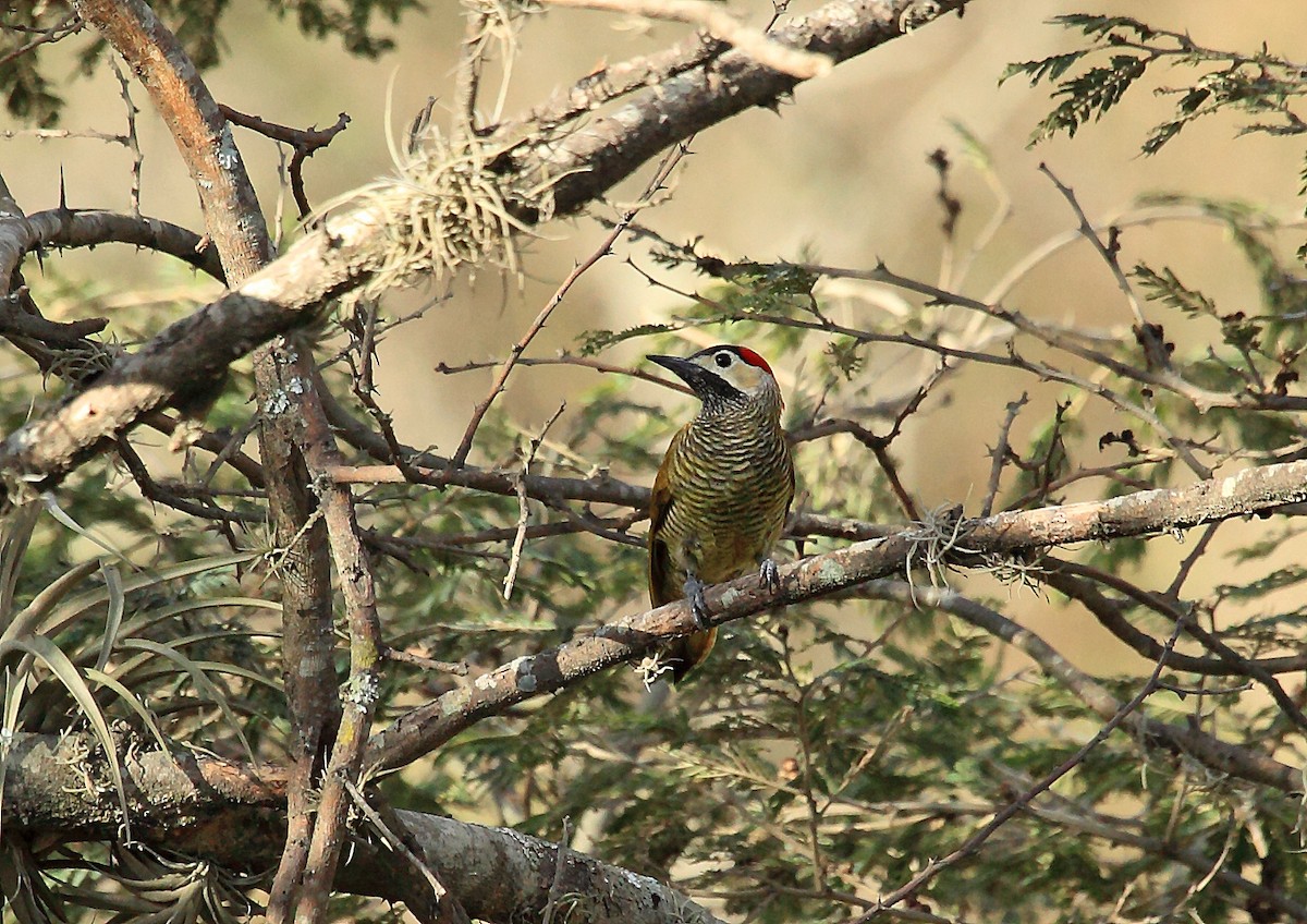 Golden-olive Woodpecker (rubripileus) - Nigel Voaden