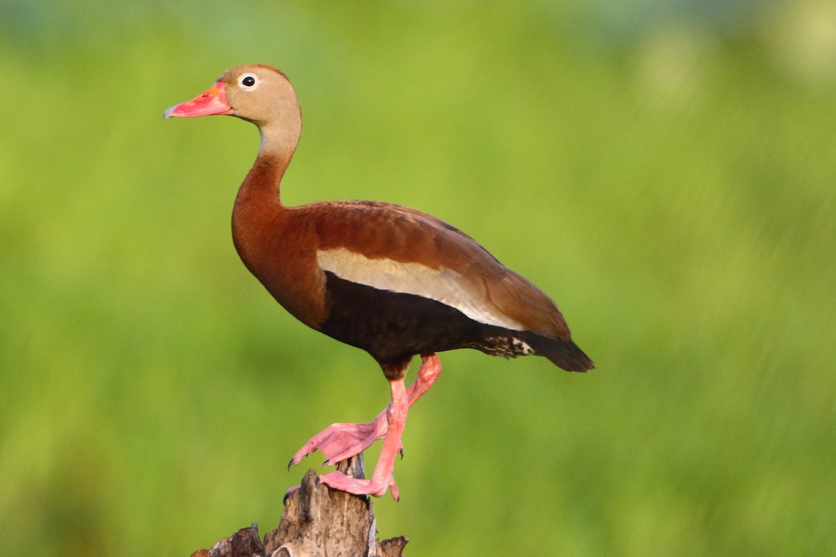 eBird Checklist - 7 Jun 2022 - Red Slough WMA - 41 species