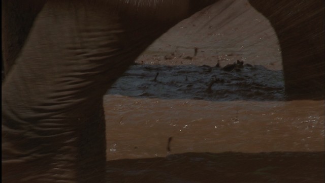 African Bush Elephant - ML457543