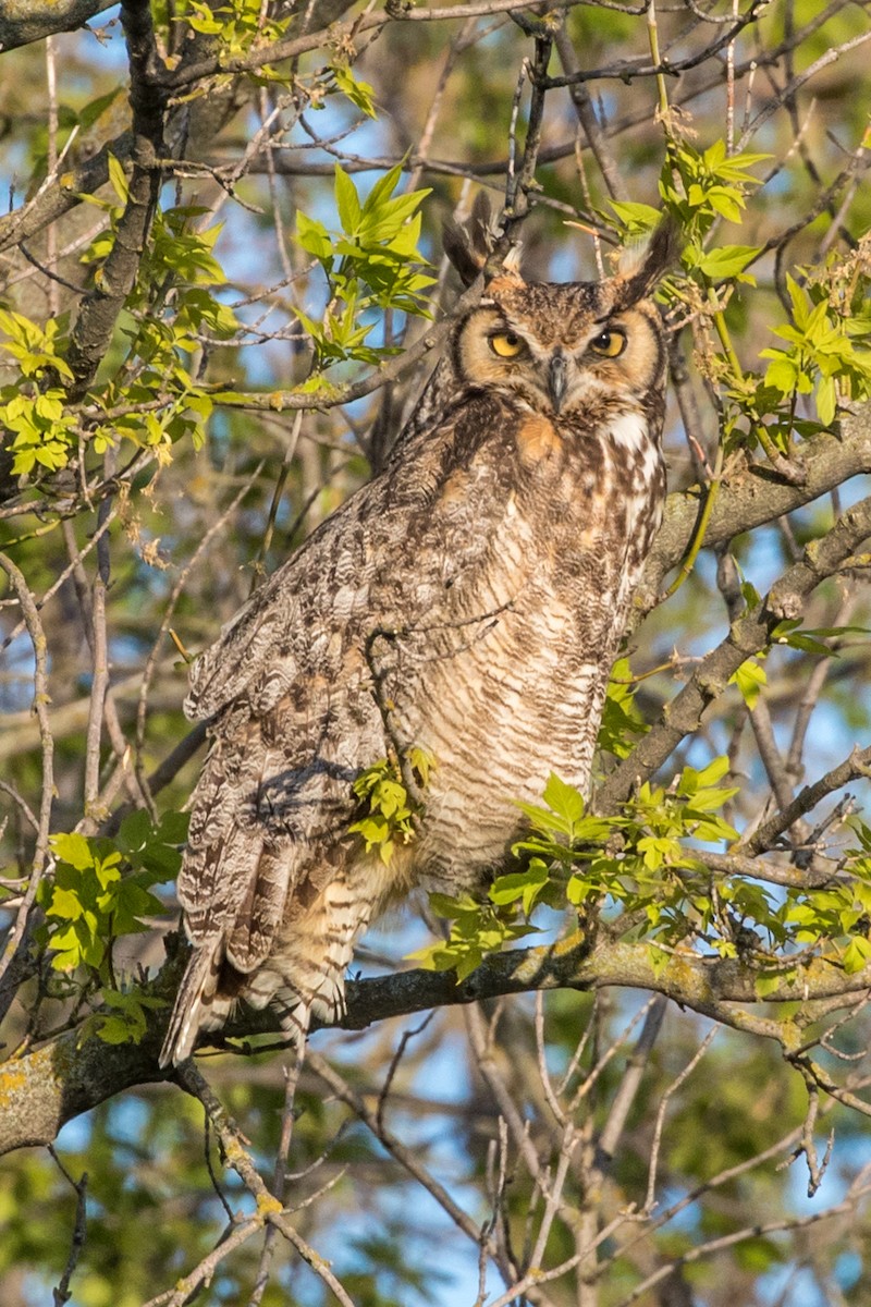 Great Horned Owl - ML457544781