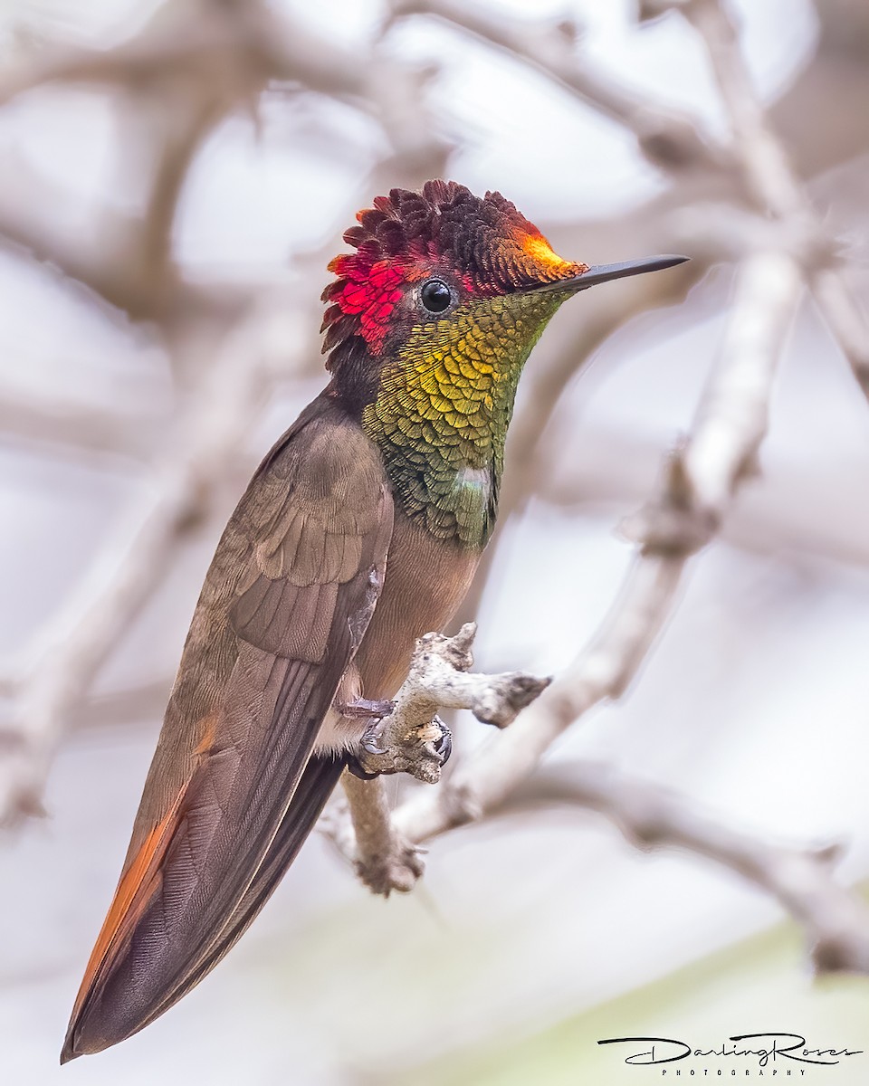 kolibřík červenohlavý - ML457545691