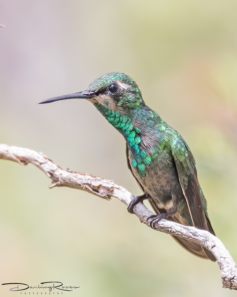 Blue-tailed Emerald - ML457545921