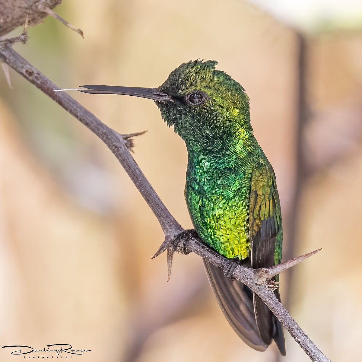 Blue-tailed Emerald - ML457545941