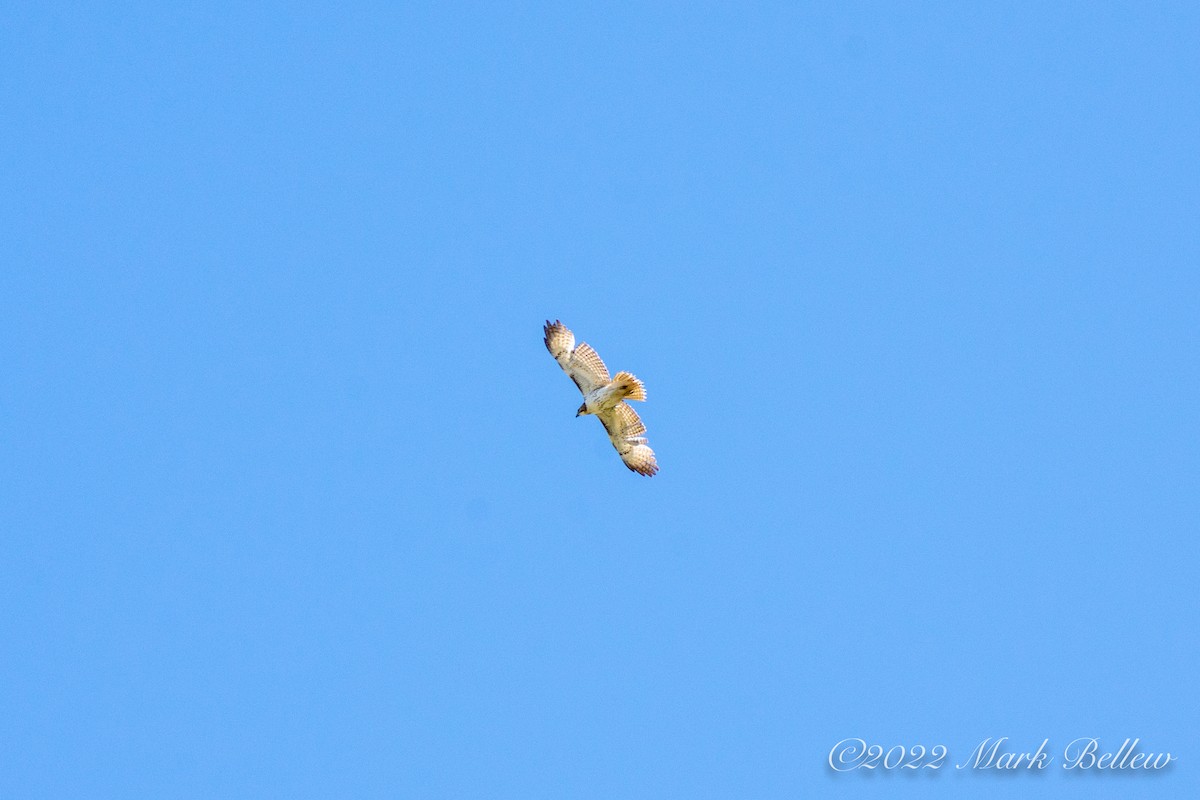 Red-tailed Hawk - ML457547091