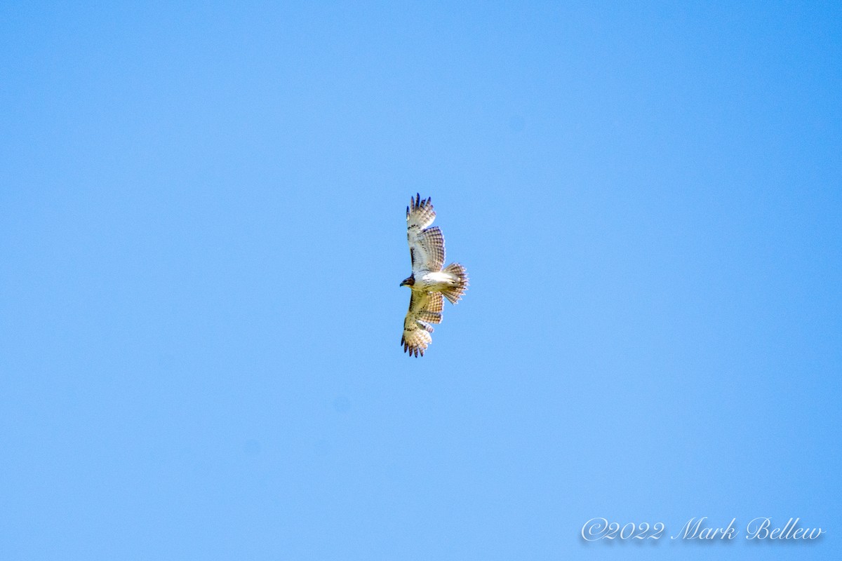 Red-tailed Hawk - ML457547101