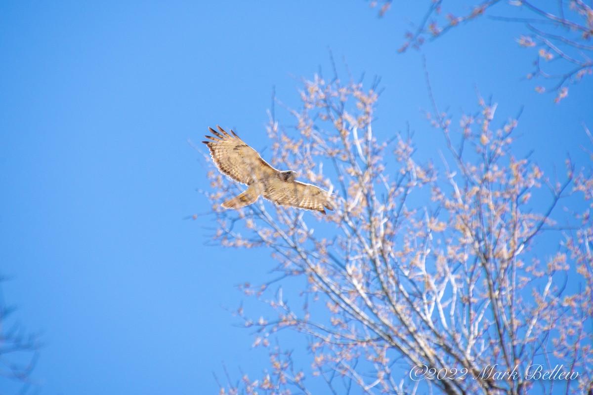 Red-tailed Hawk - ML457547621