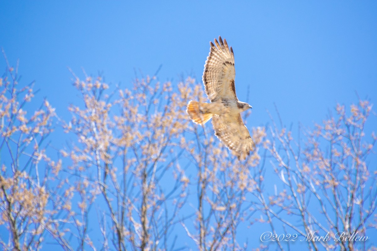 Red-tailed Hawk - ML457547631