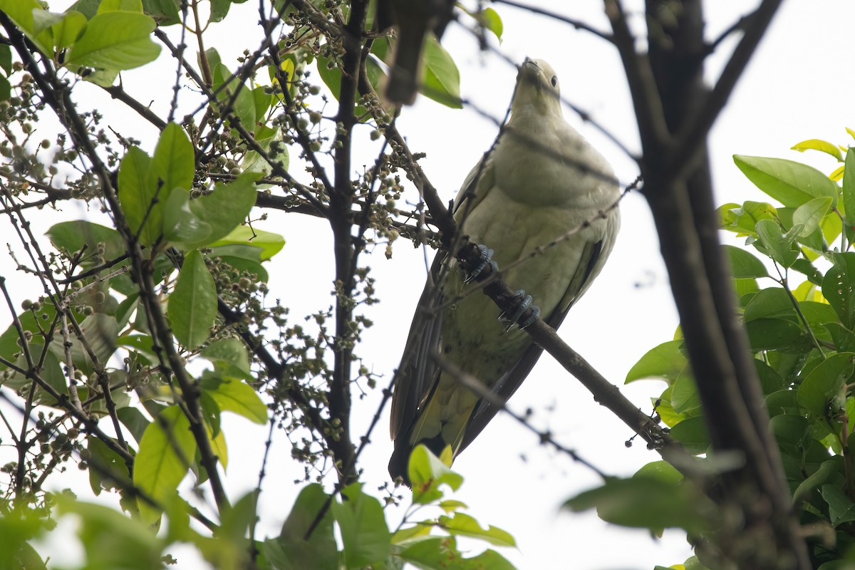 Pied Imperial-Pigeon - ML457552111
