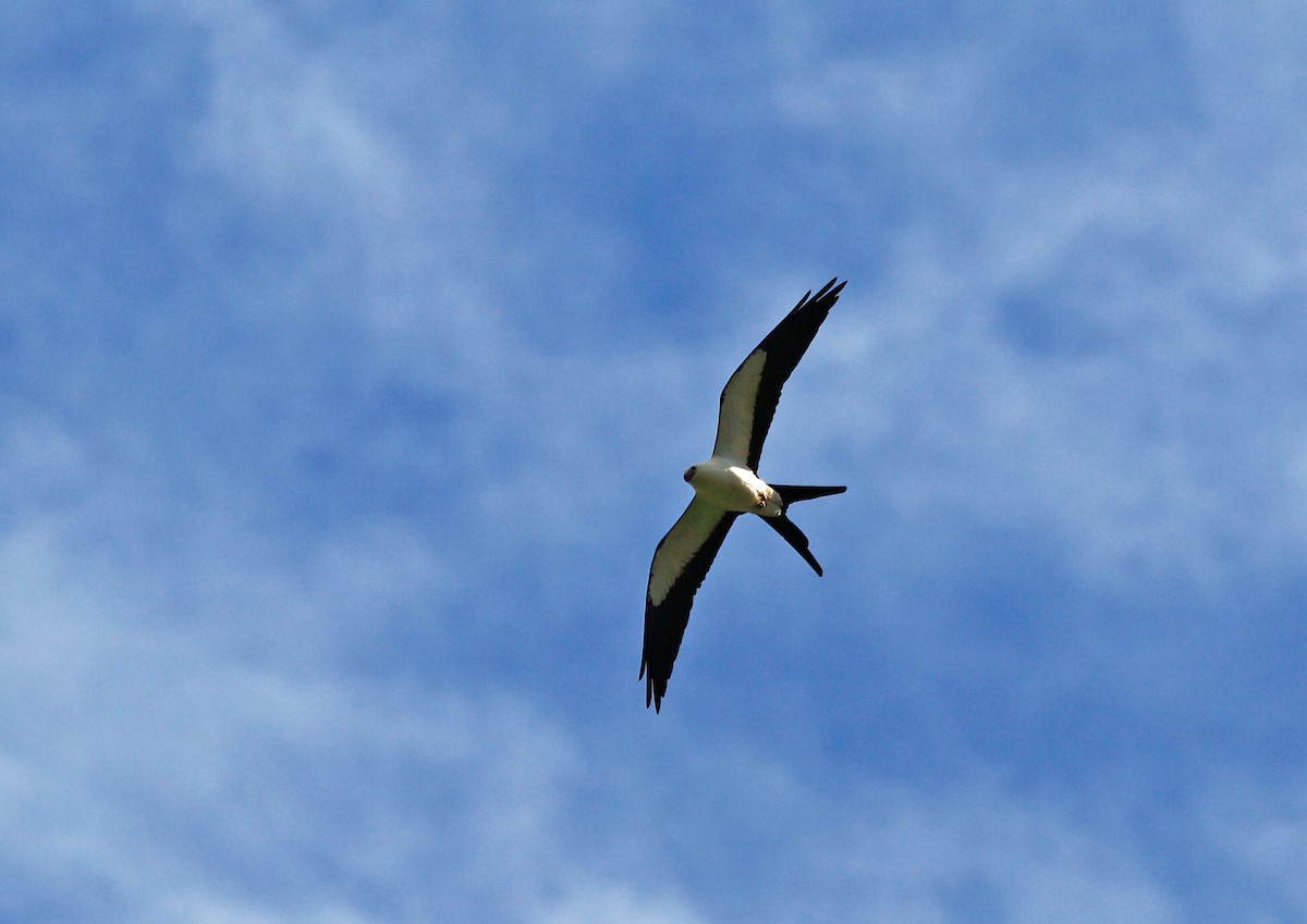 Swallow-tailed Kite - ML45755321