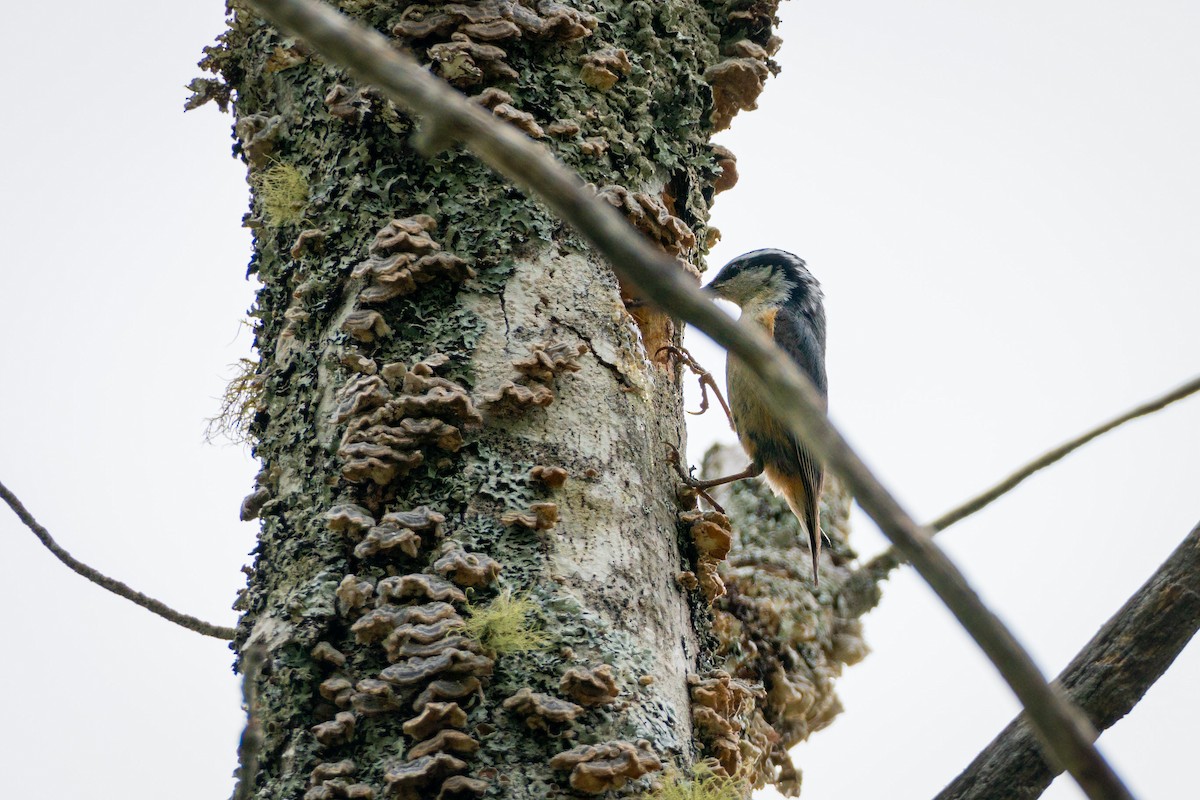 Maine Bird Atlas Checklist - 3 Jun 2022 - Acadia NP--Breakneck Ponds ...