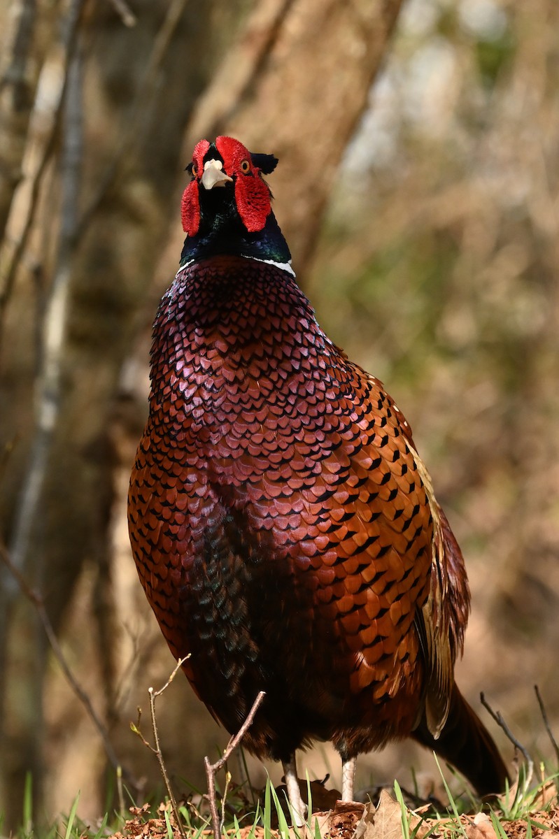 Ring-necked Pheasant - ML457555991