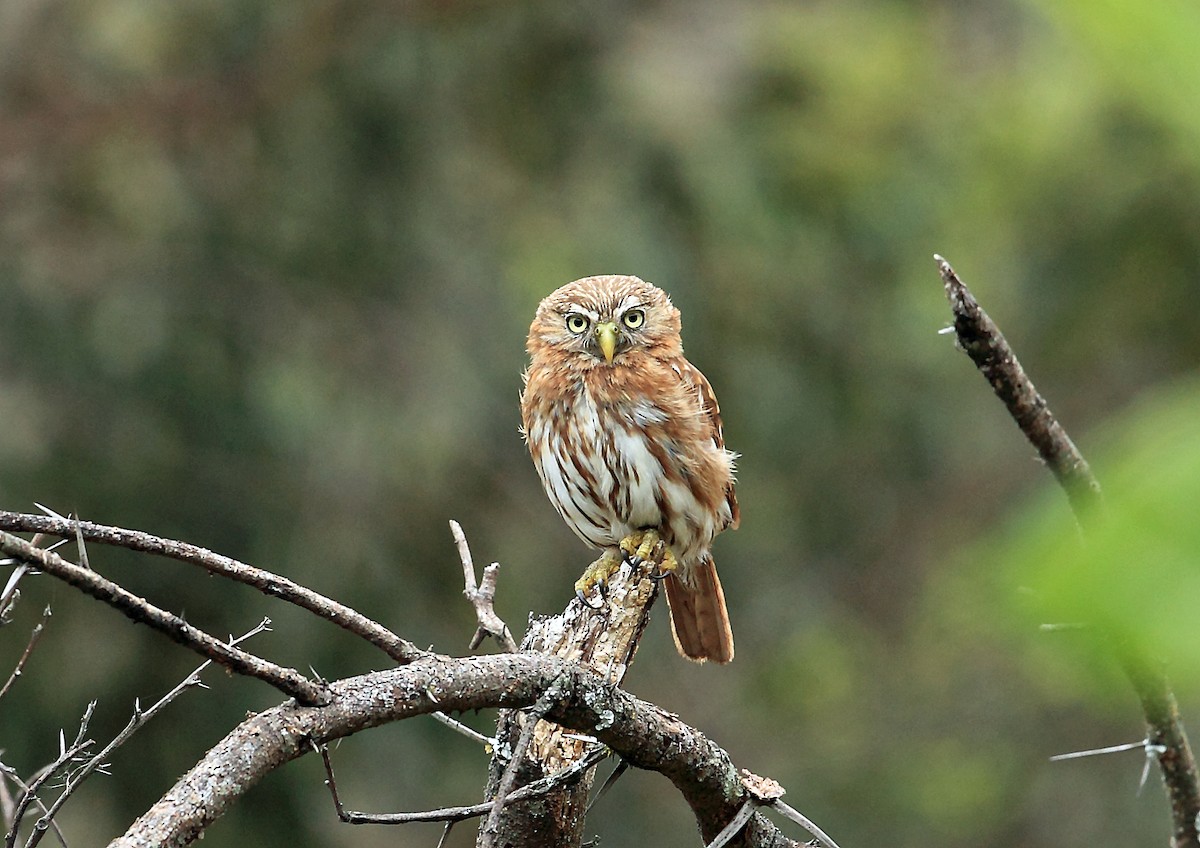 Peruvian Pygmy-Owl - Nigel Voaden