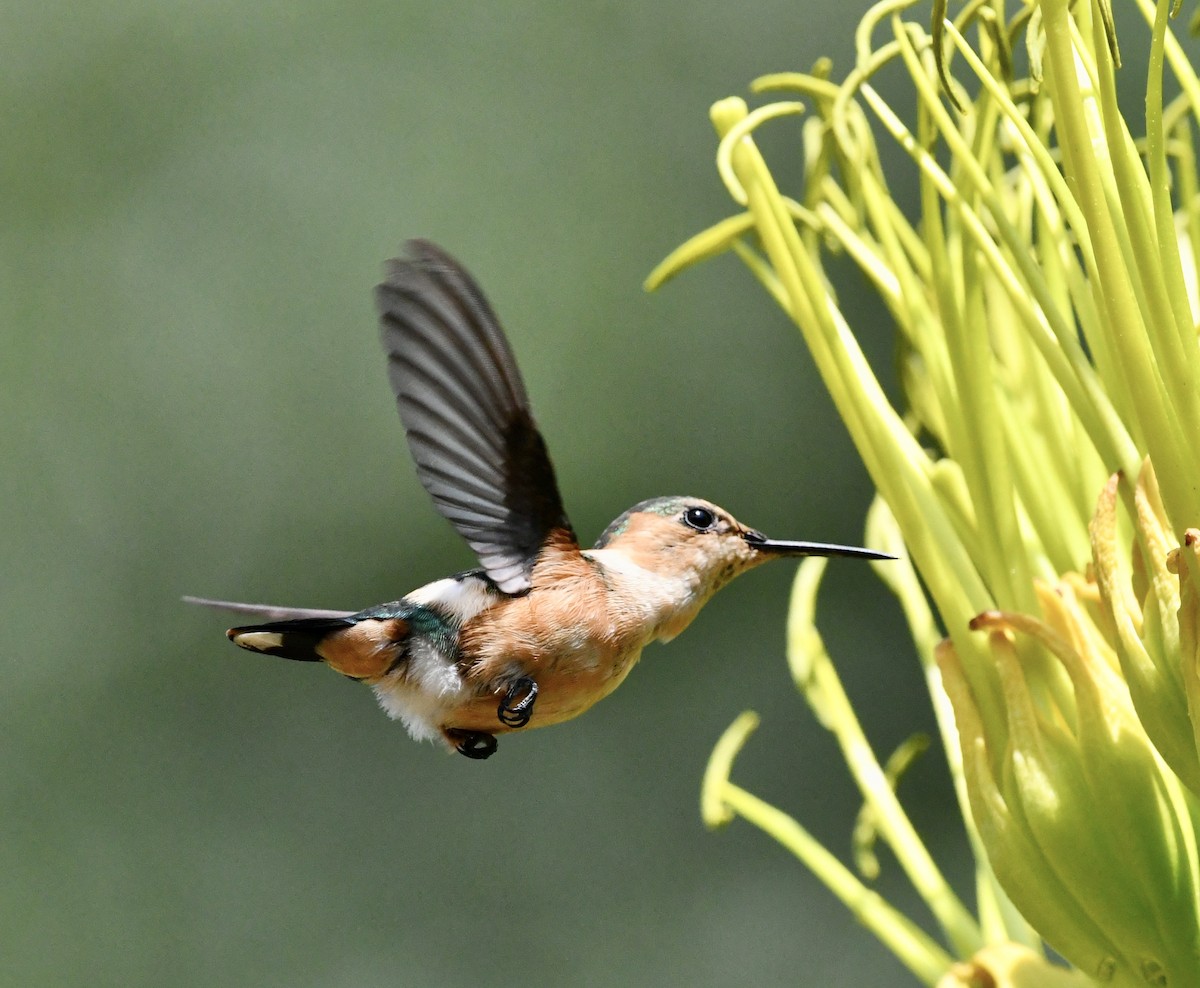 Sparkling-tailed Hummingbird - ML457571101