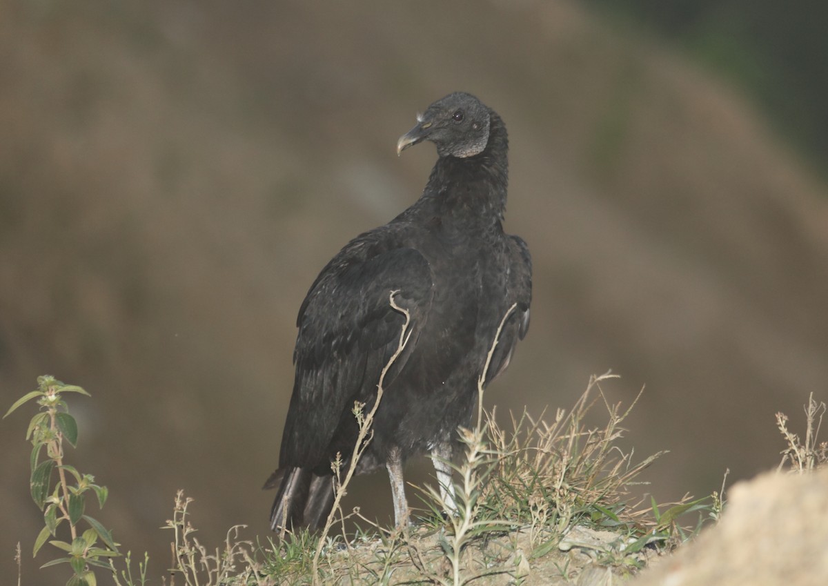 Black Vulture - ML45758431
