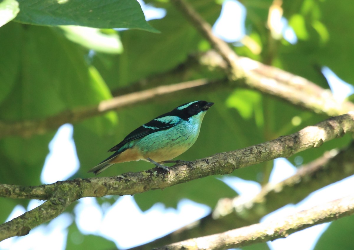 Blue-browed Tanager - ML45758561