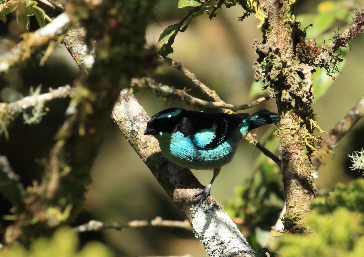 Blue-browed Tanager - ML45758571