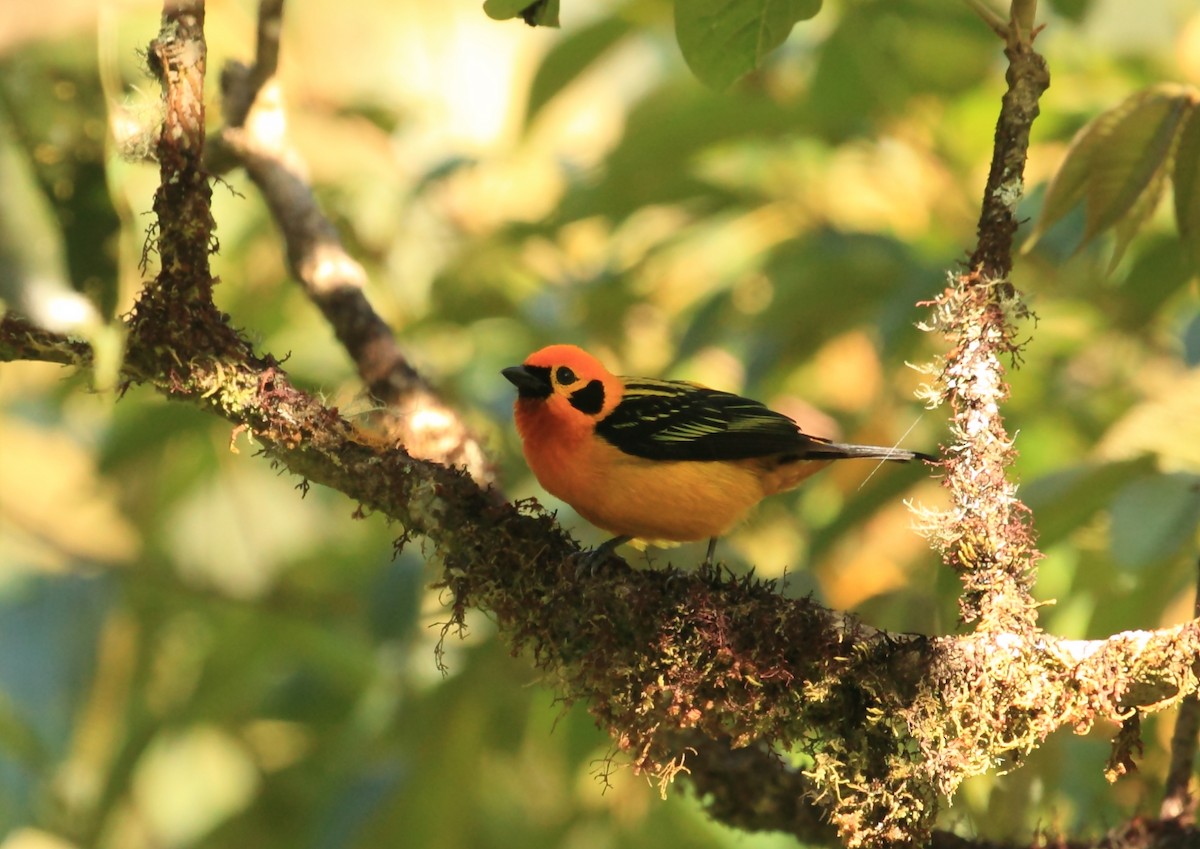 Golden Tanager (pulchra Group) - ML45758601