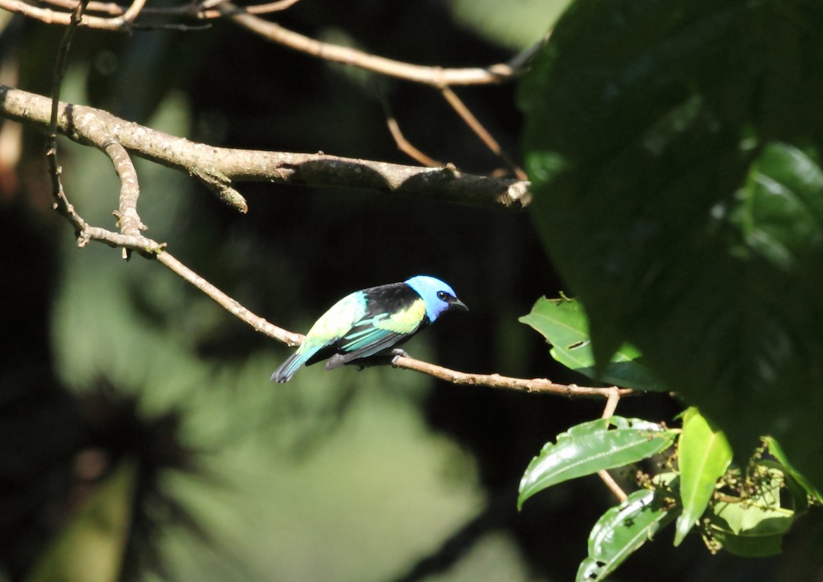 Blue-necked Tanager - ML45758621