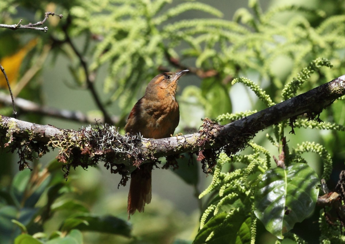 Ash-browed Spinetail - ML45758701