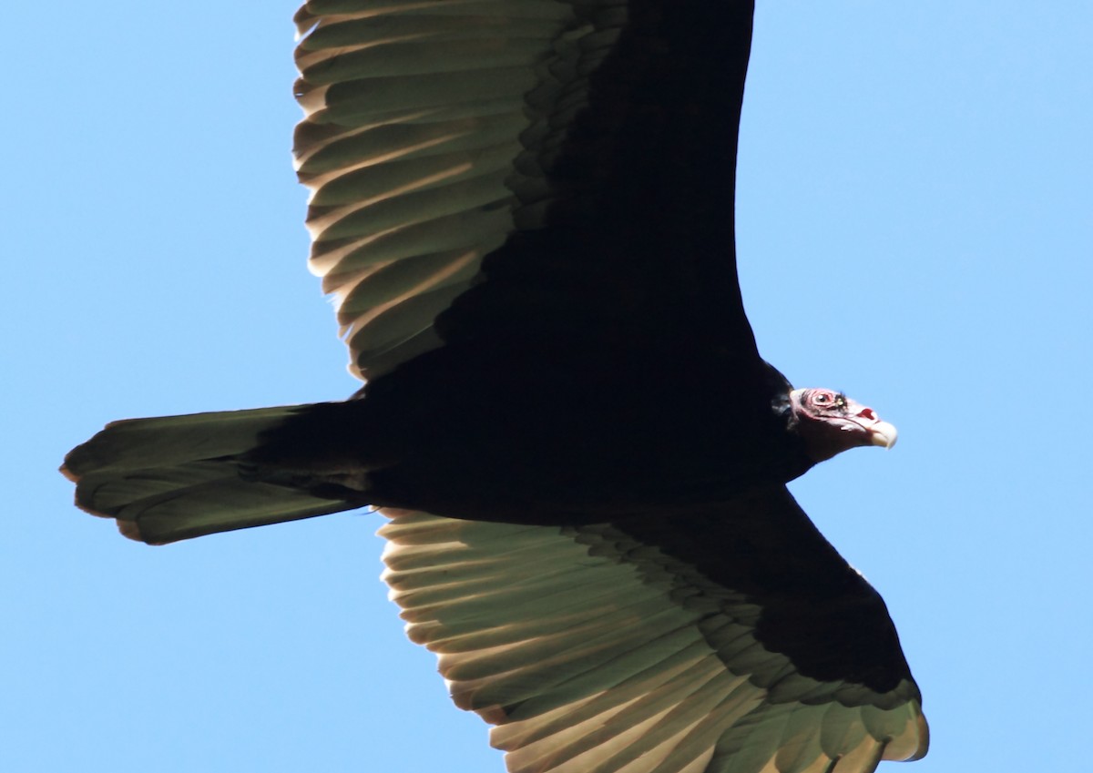 Turkey Vulture (Tropical) - ML45758841