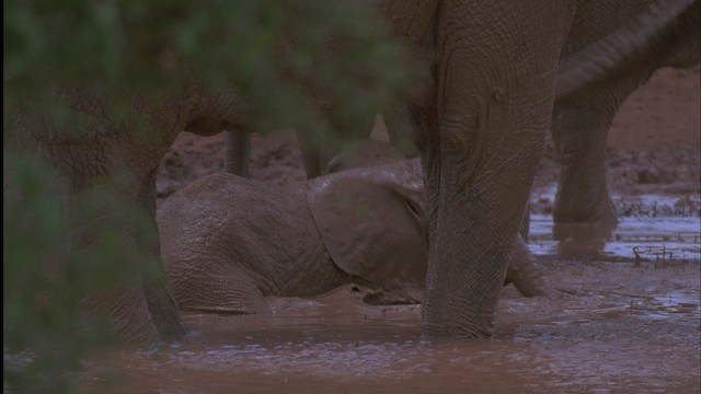 African Bush Elephant - ML457591