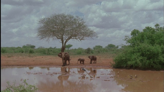 African Bush Elephant - ML457592