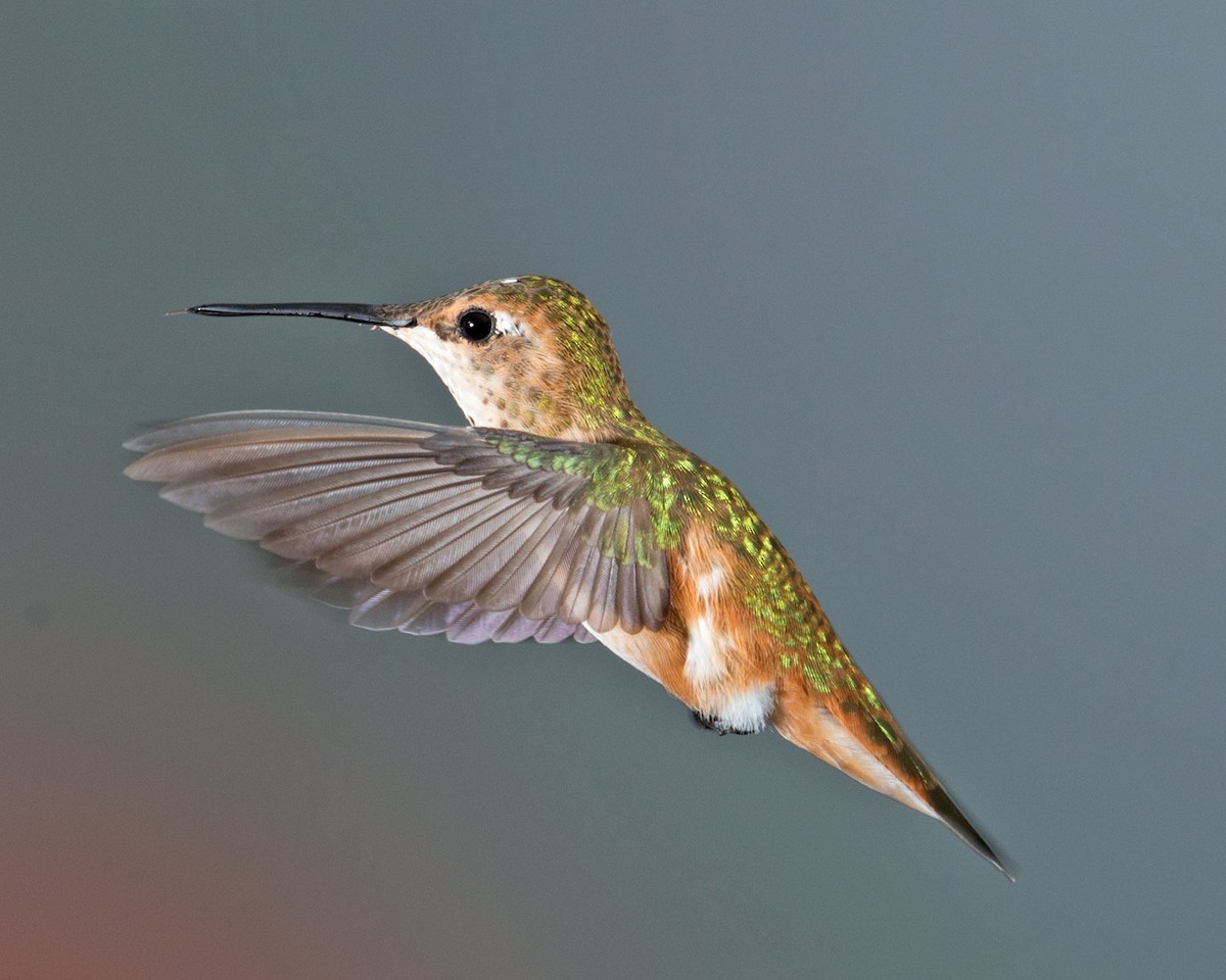 Rufous Hummingbird - Russ Wigh