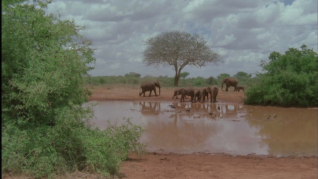 African Bush Elephant - ML457593