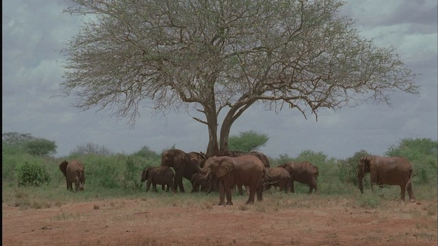 African Bush Elephant - ML457594