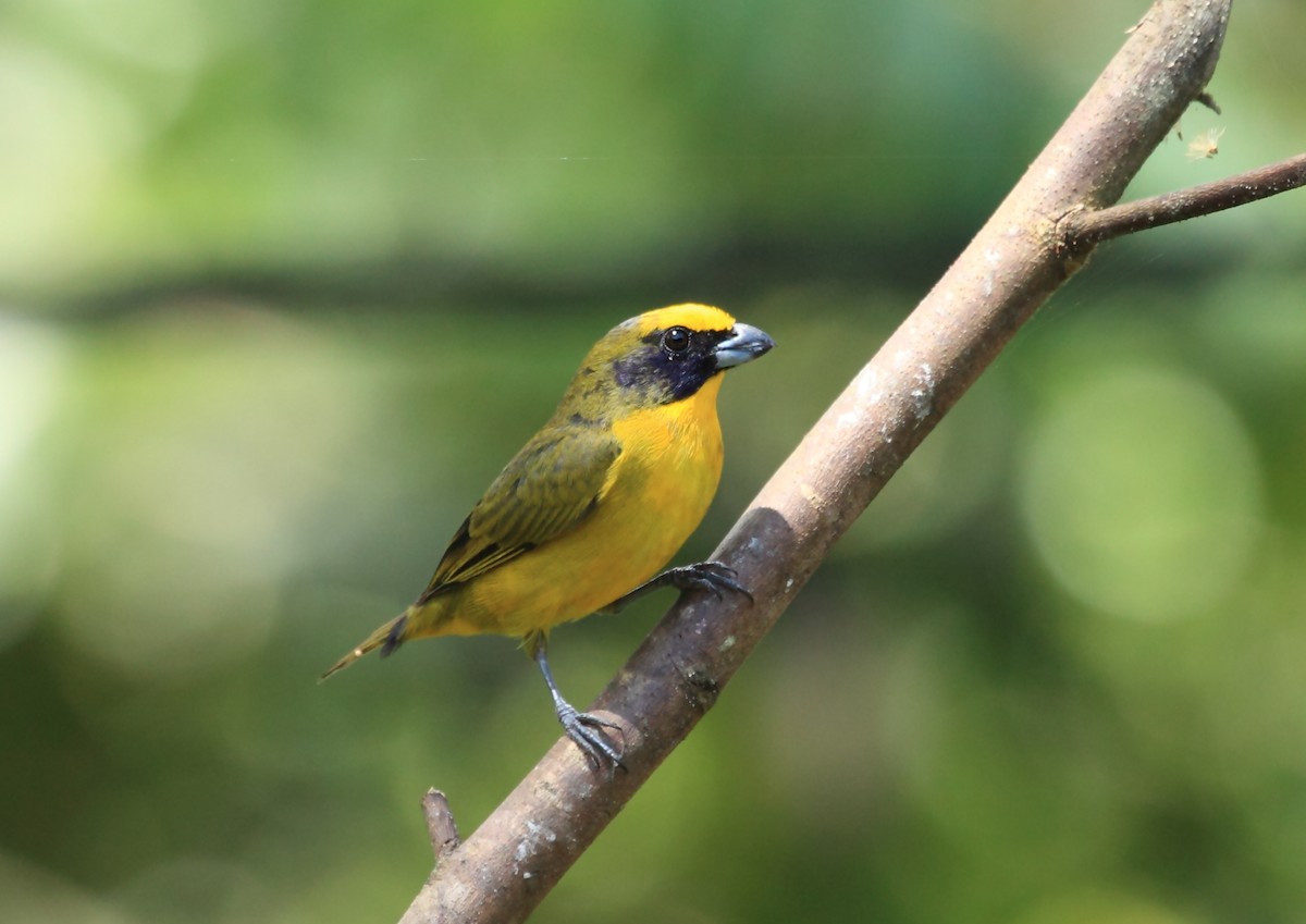 Thick-billed Euphonia (Black-tailed) - Nigel Voaden