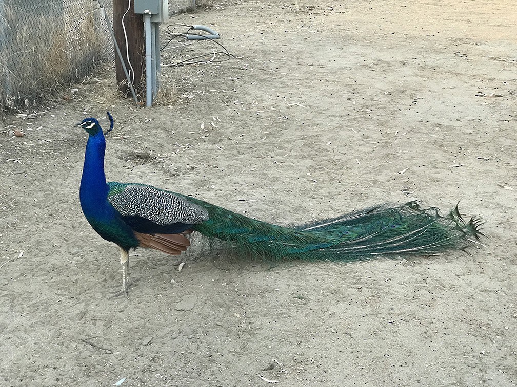 Indian Peafowl (Domestic type) - ML457597341