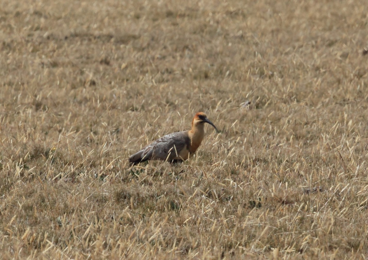 Andean Ibis - ML45759811