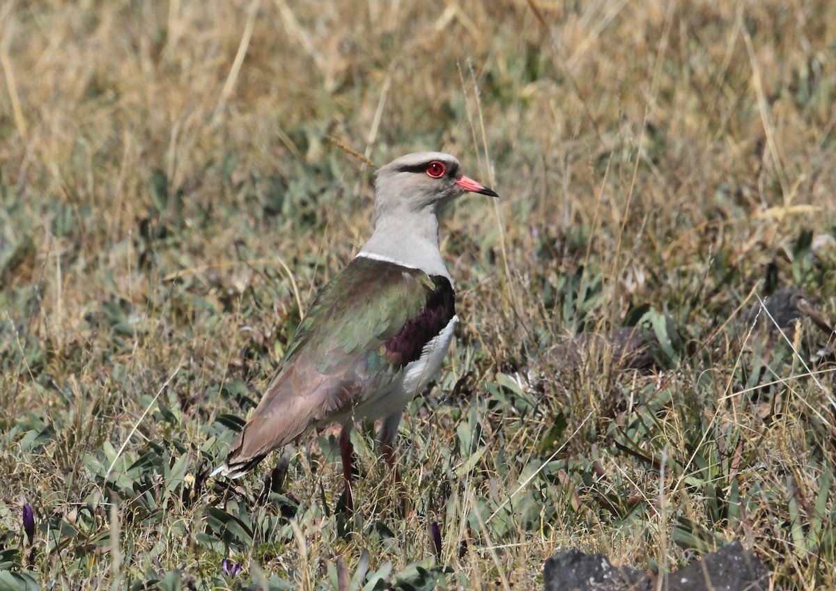 Andean Lapwing - ML45759881