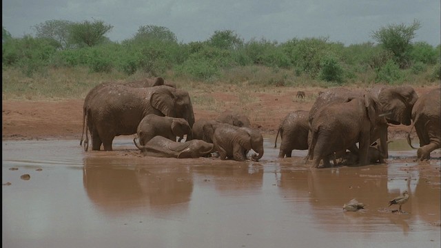 African Bush Elephant - ML457603