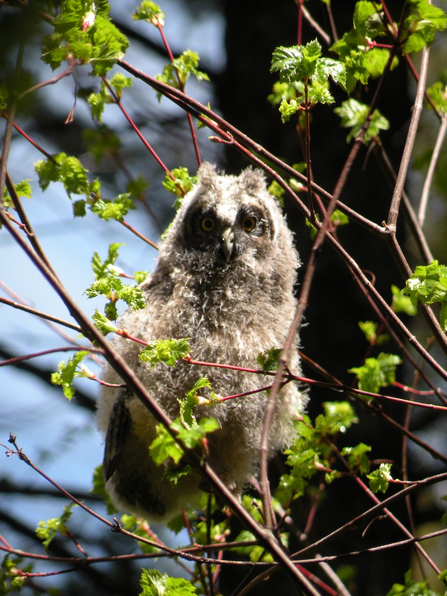 Long-eared Owl - ML457603361