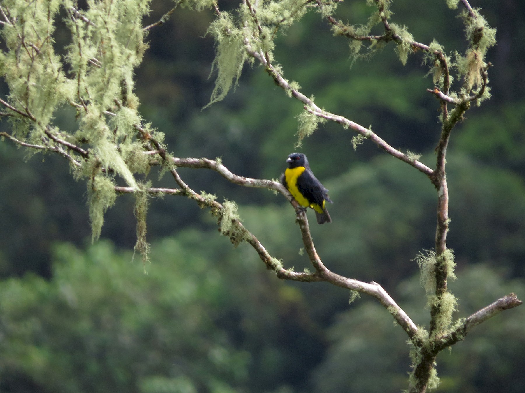 Blueandgold Tanager eBird